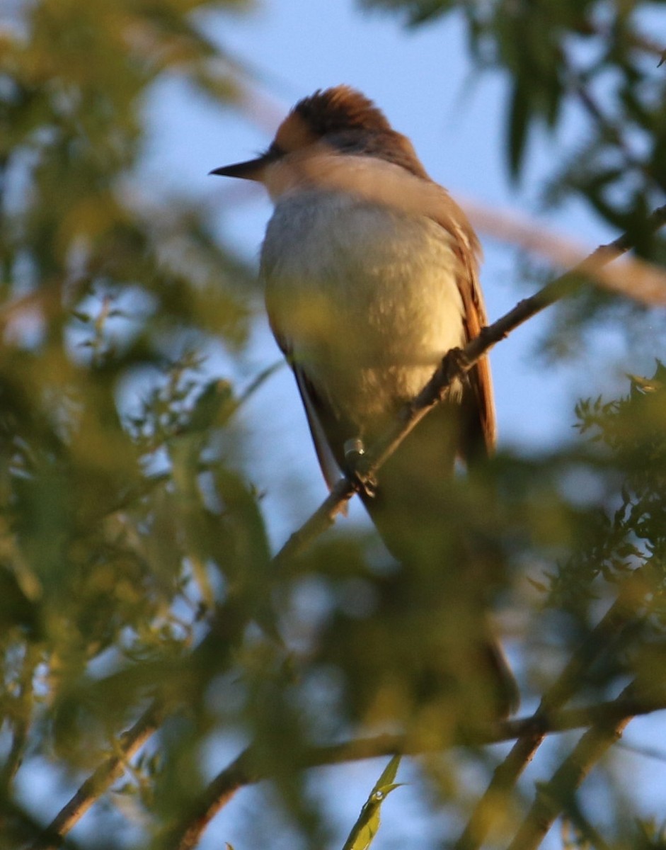 Ash-throated Flycatcher - ML152512791