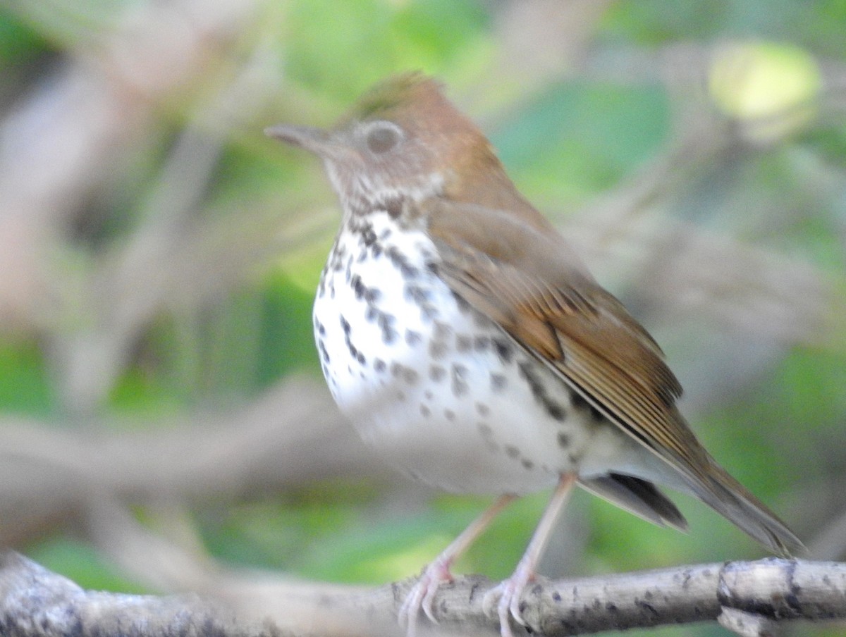 Wood Thrush - ML152513291