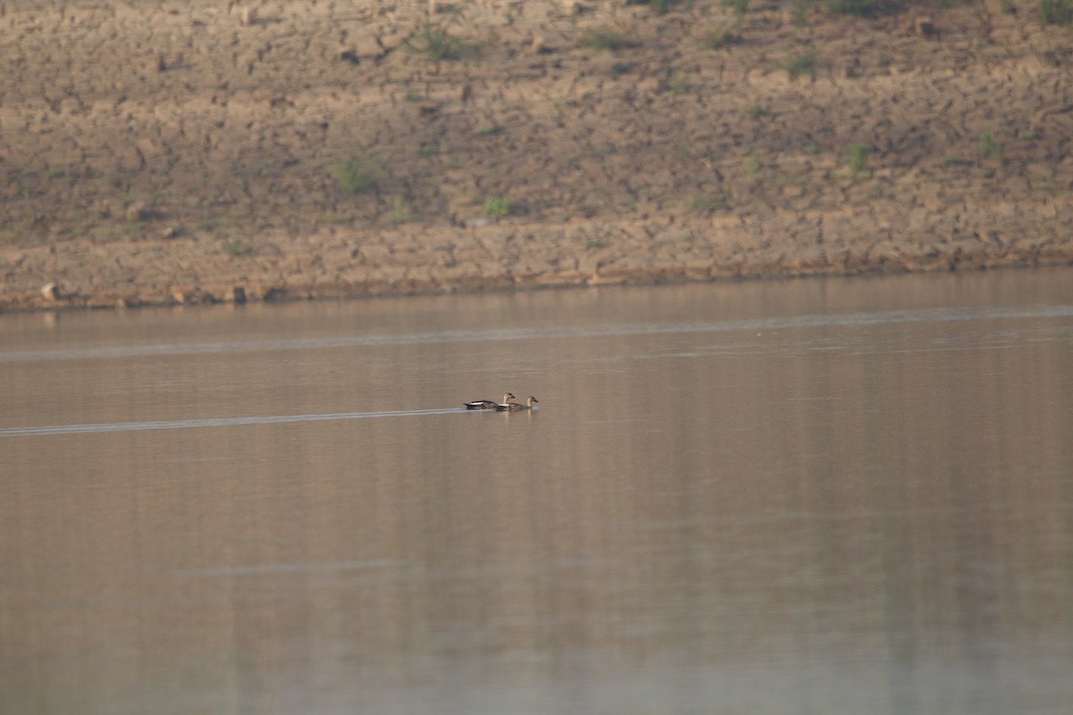 Indian Spot-billed Duck - ML152515531