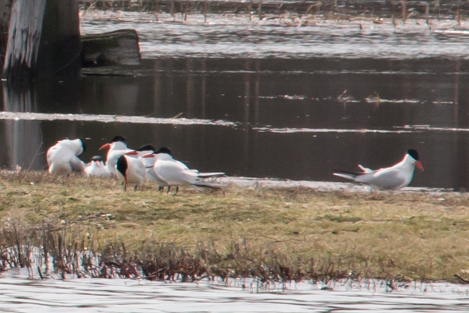 Caspian Tern - ML152515671