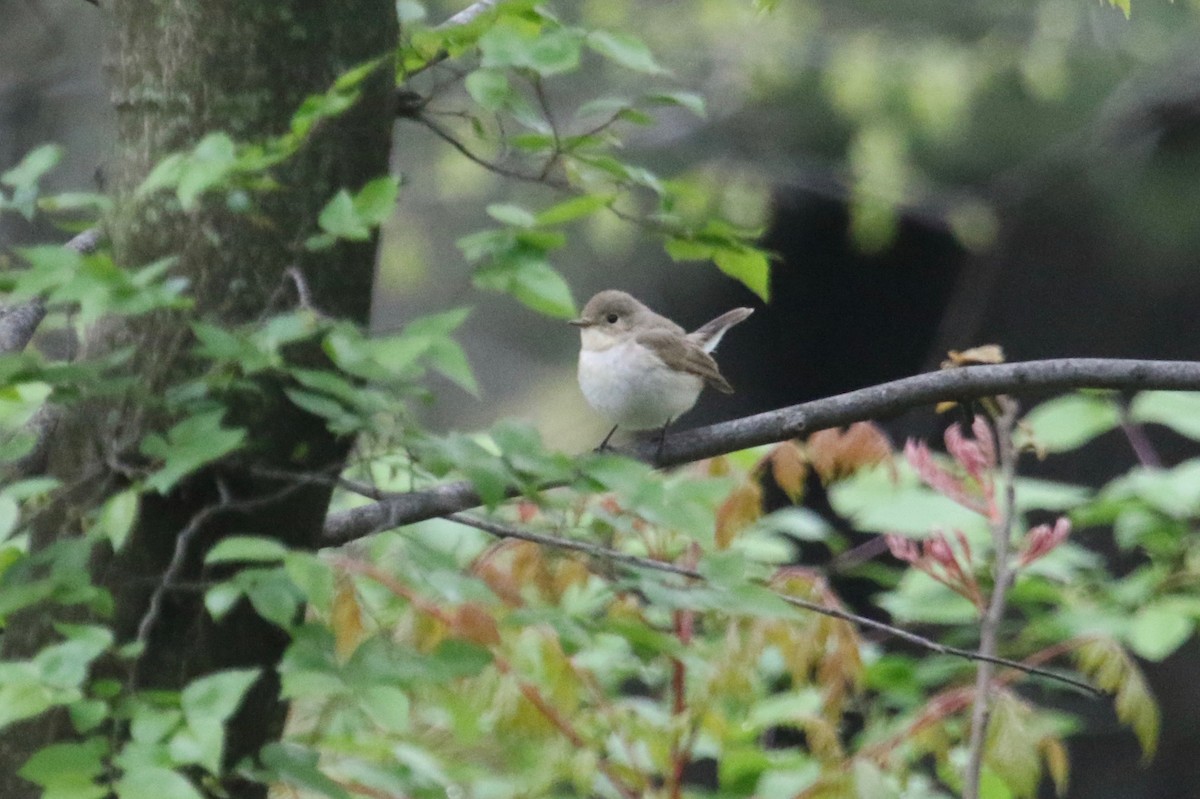 Red-breasted Flycatcher - Gil Ewing