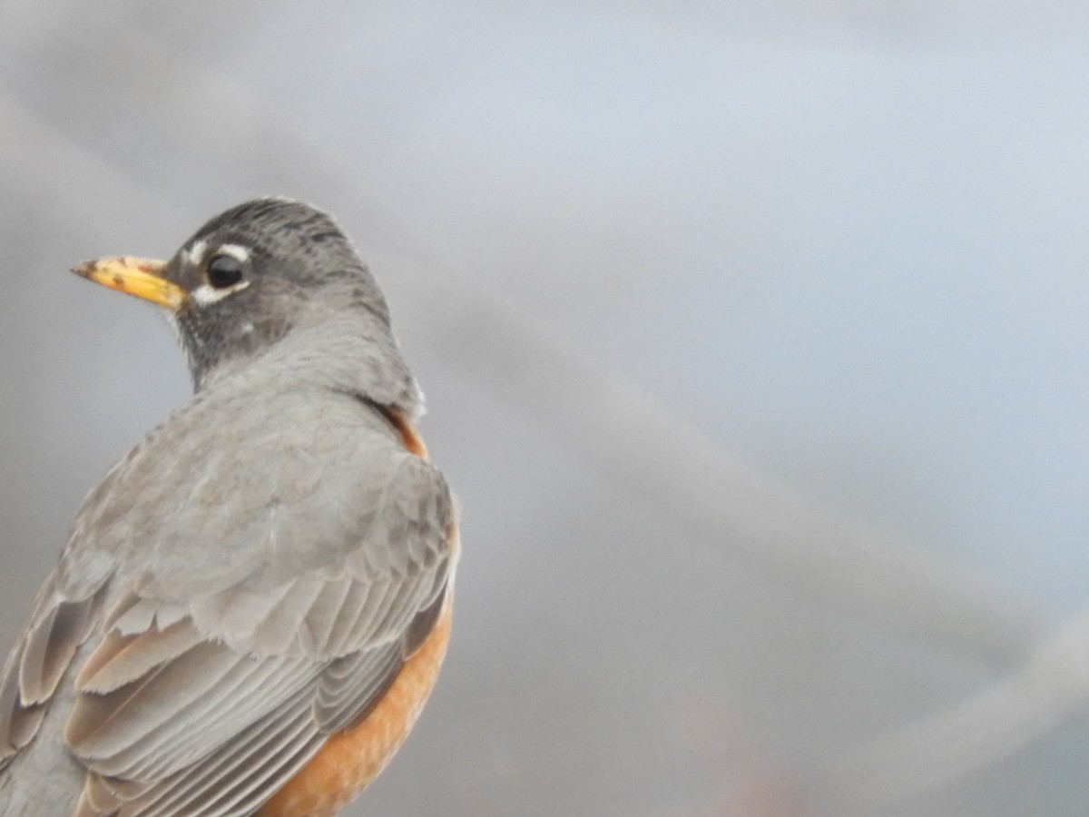 American Robin - carol villeneuve