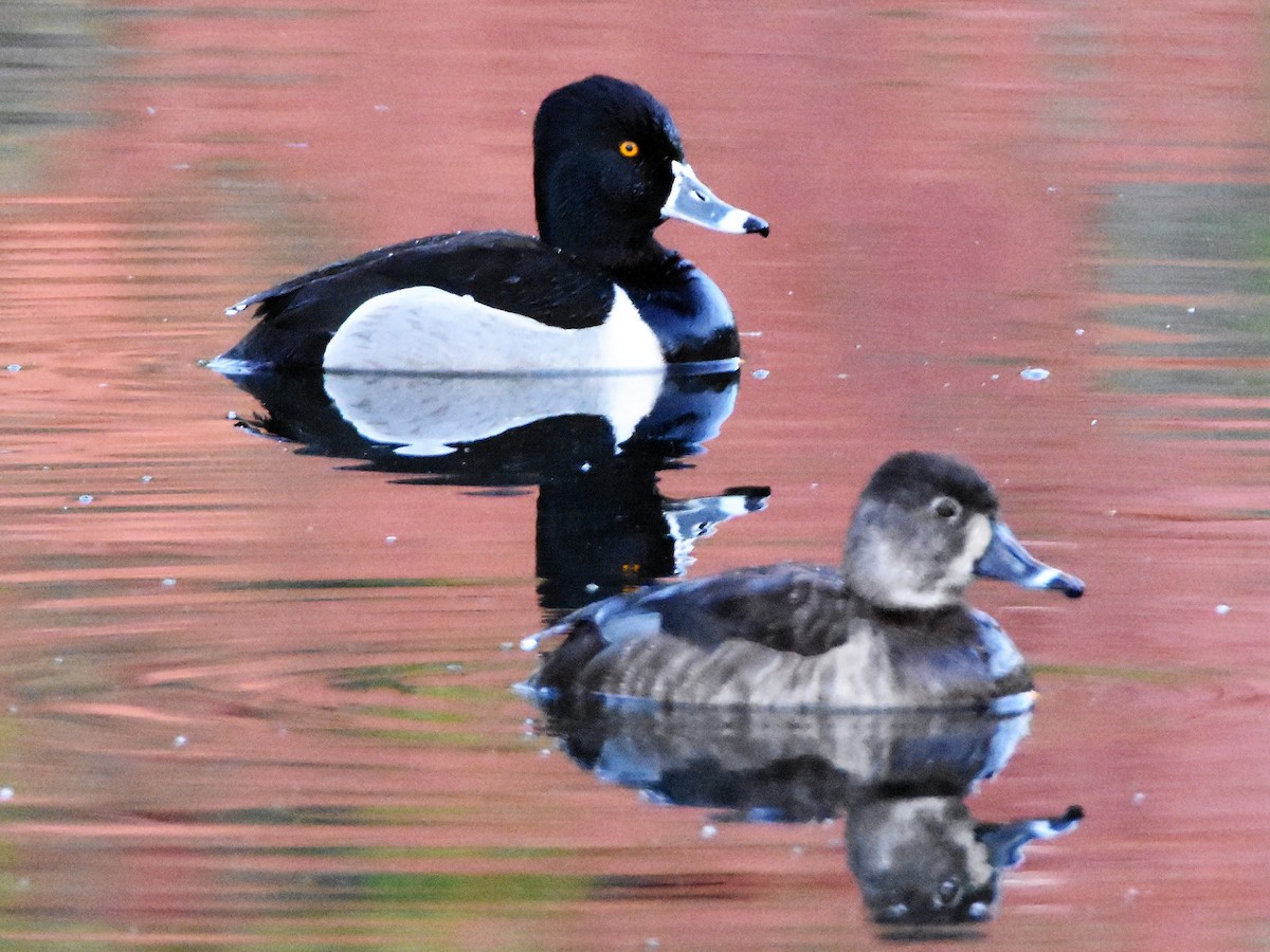 Ring-necked Duck - ML152517311