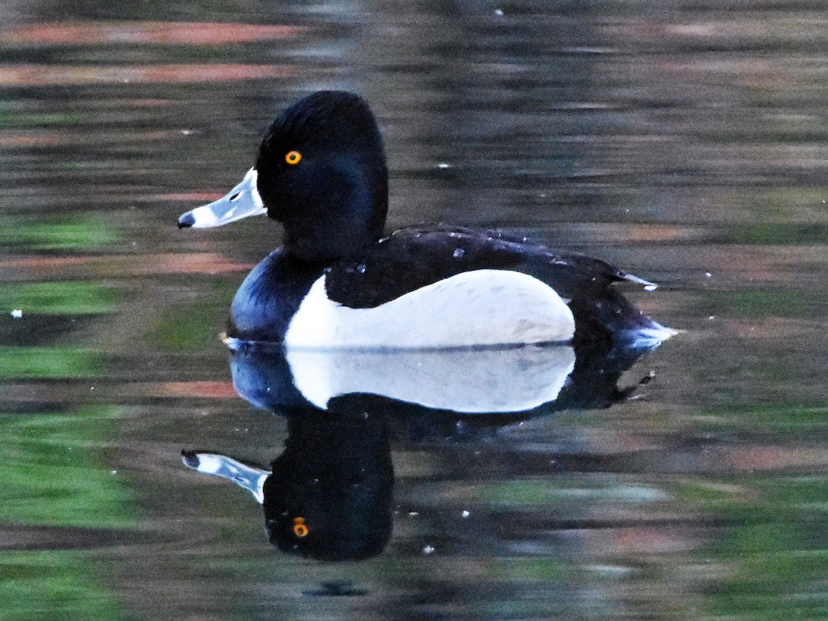 Ring-necked Duck - ML152517321