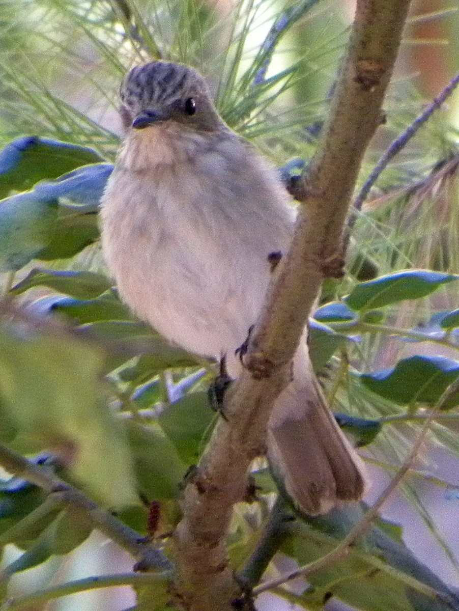 gråfluesnapper (tyrrhenica/balearica) (tyrrenfluesnapper) - ML152517431