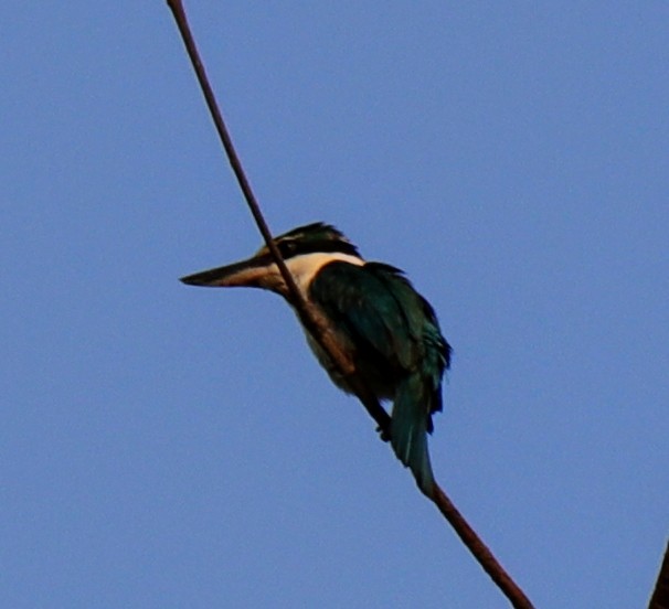 Collared Kingfisher - Surendra Kumar R