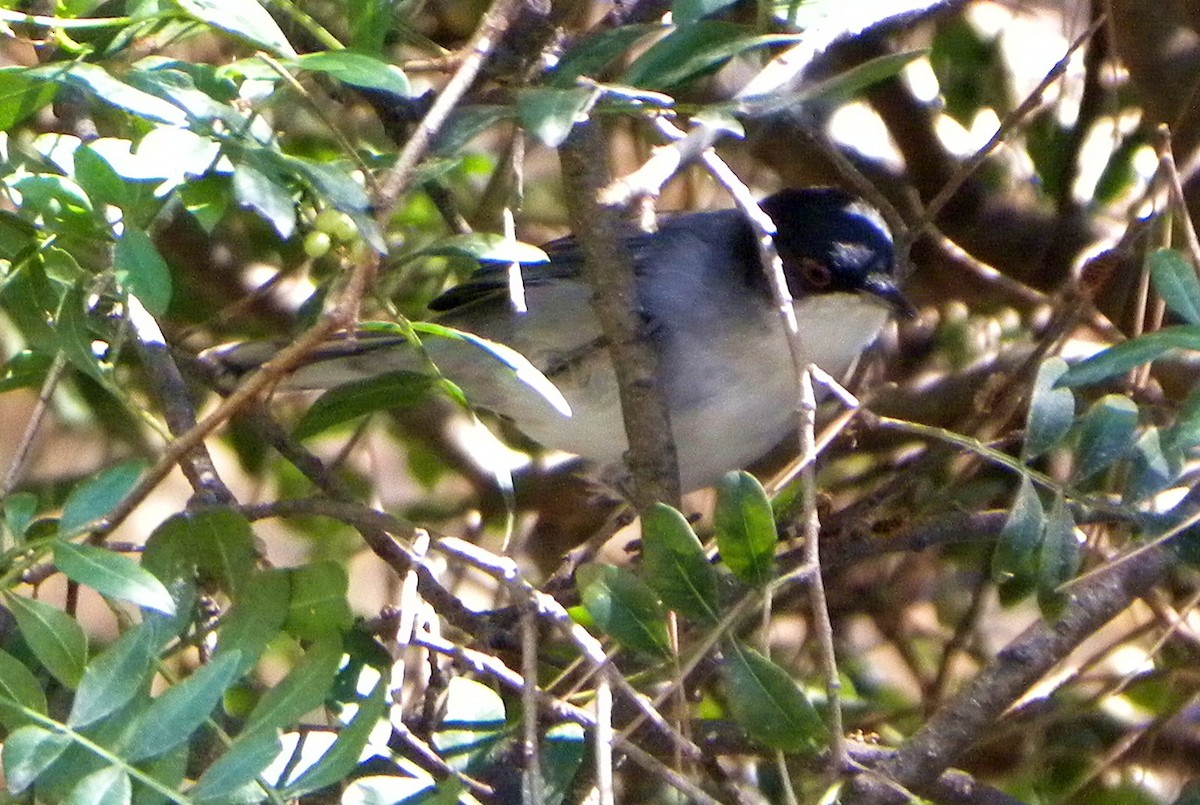 Curruca Cabecinegra - ML152517651