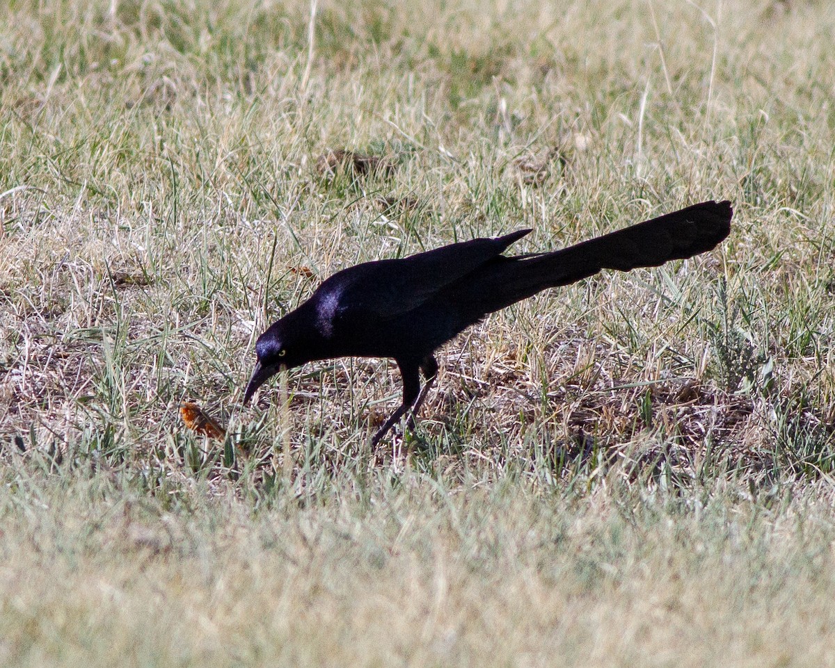 Great-tailed Grackle - ML152517771