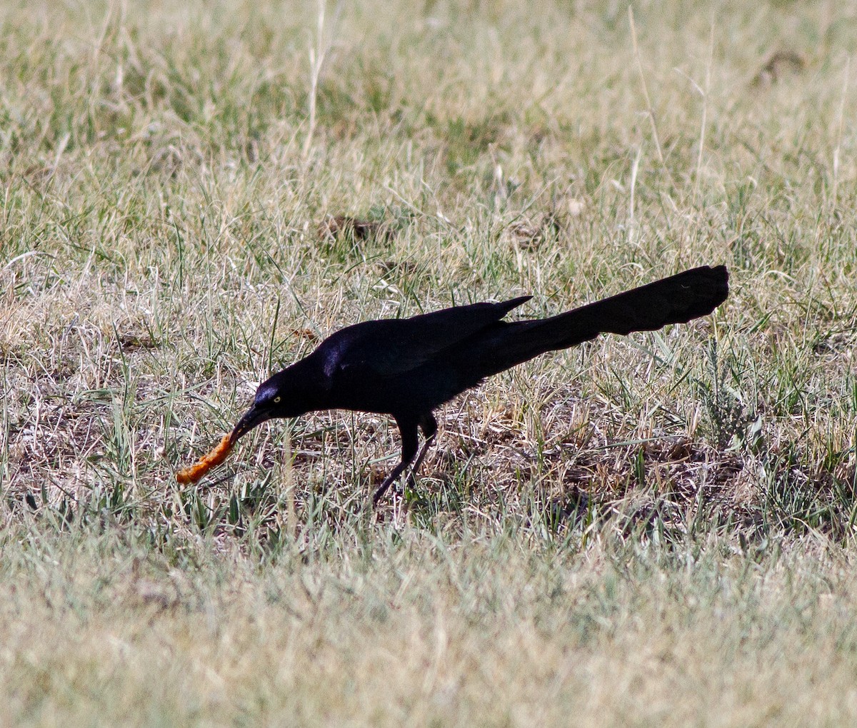 Great-tailed Grackle - ML152517791