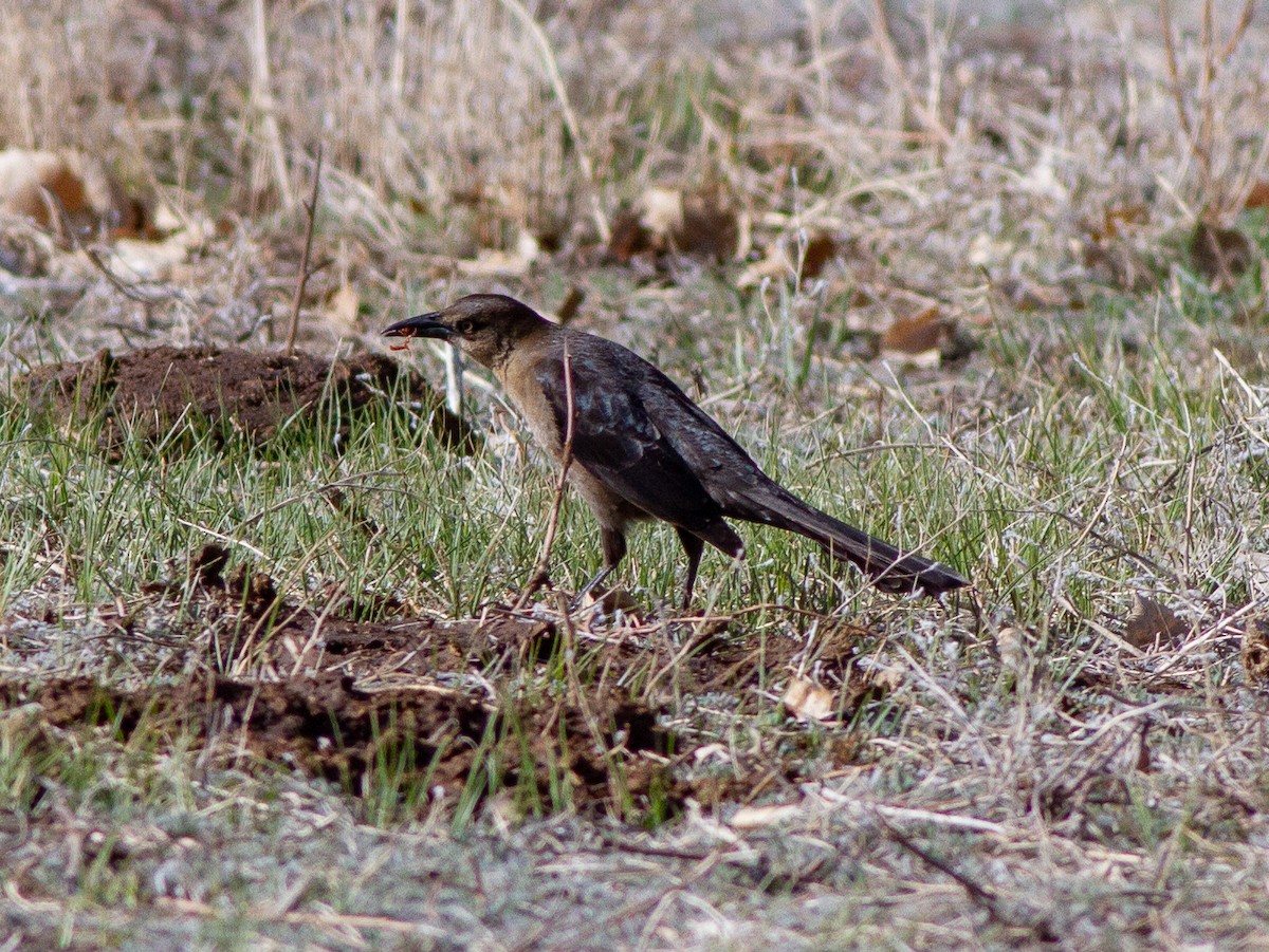 Great-tailed Grackle - ML152517801