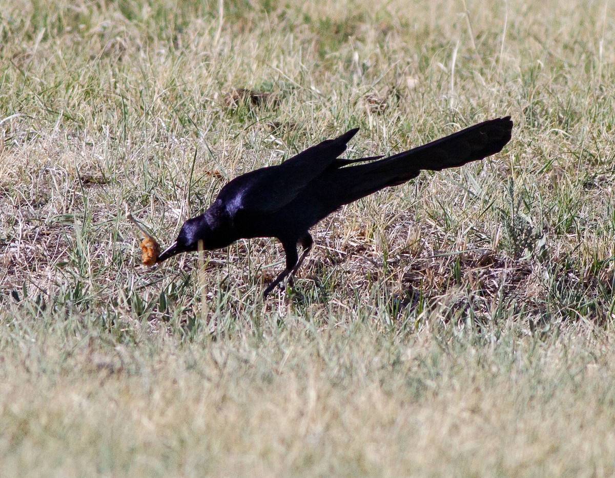 Great-tailed Grackle - ML152517811