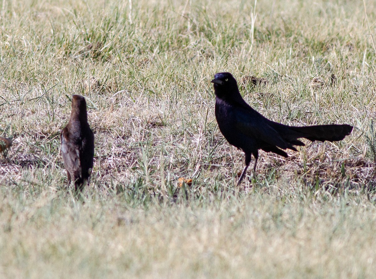 Great-tailed Grackle - ML152517821