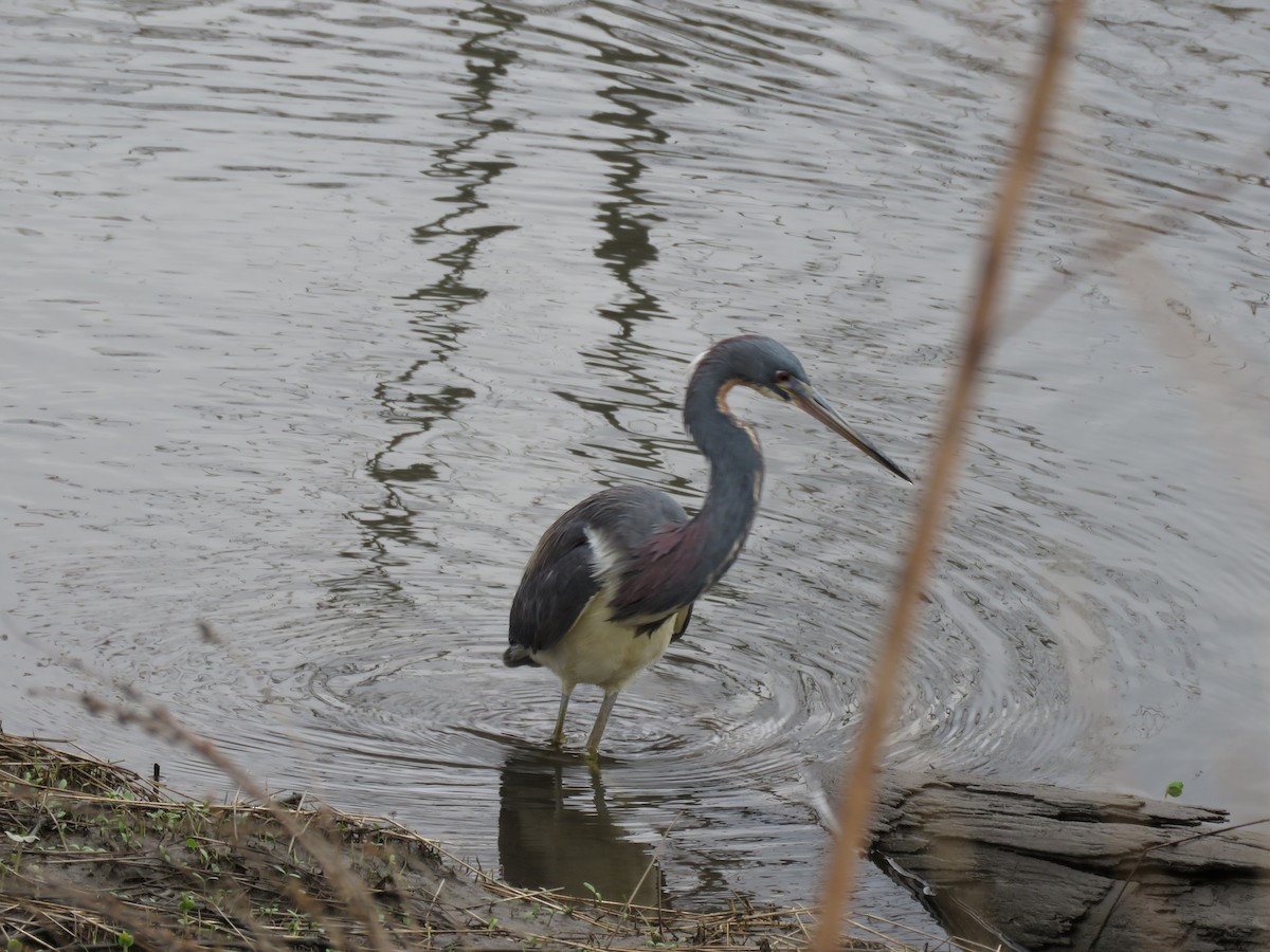 Tricolored Heron - ML152518421