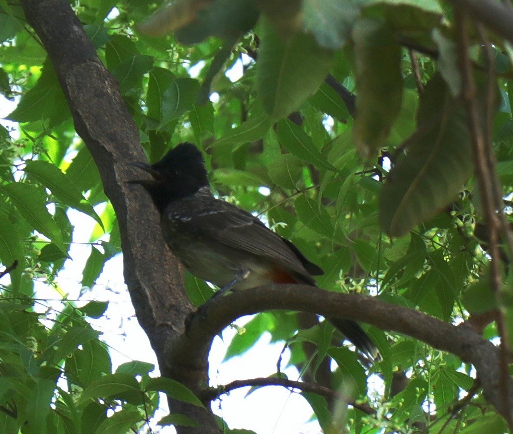 Red-vented Bulbul - ML152519541