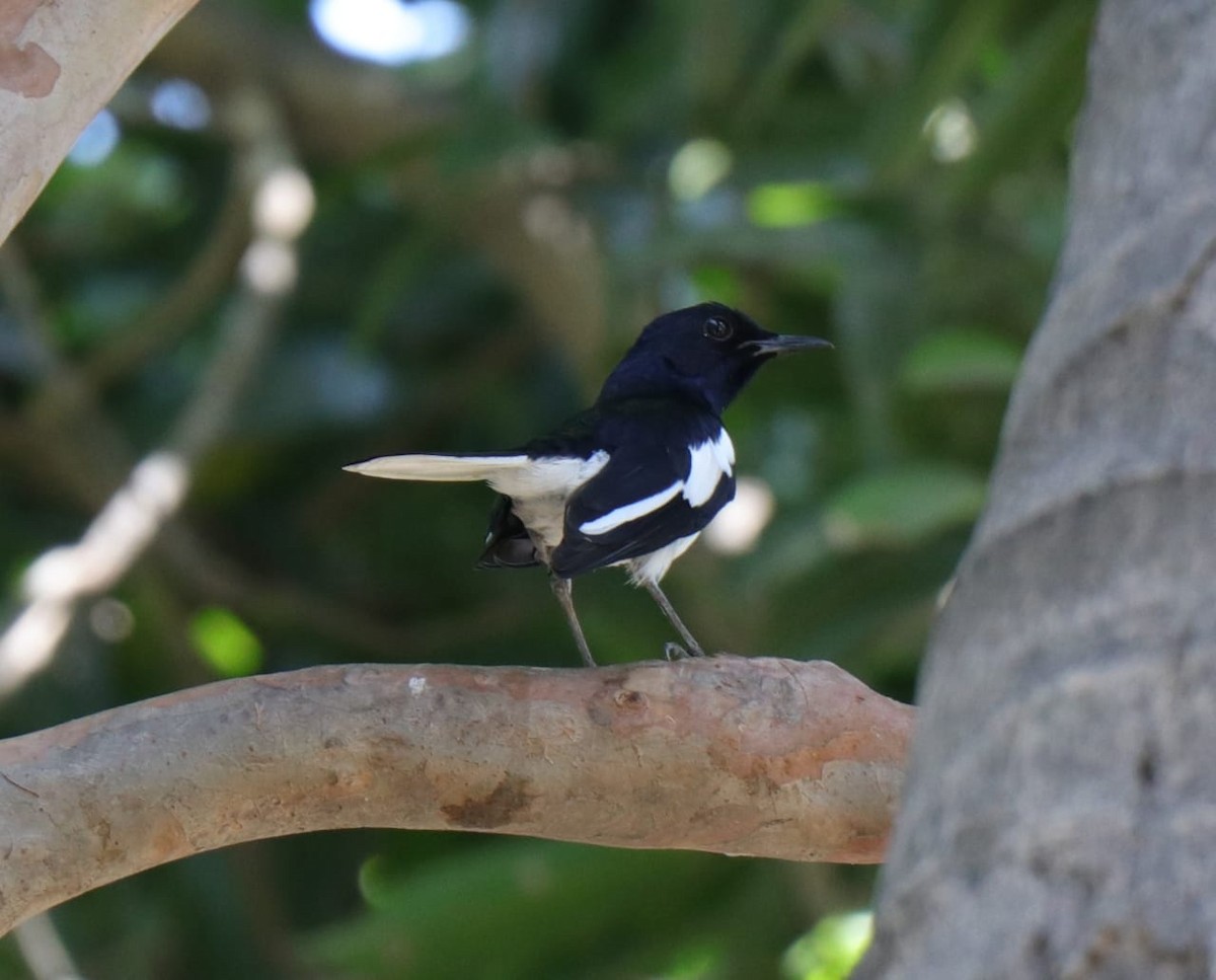 Oriental Magpie-Robin - ML152519651