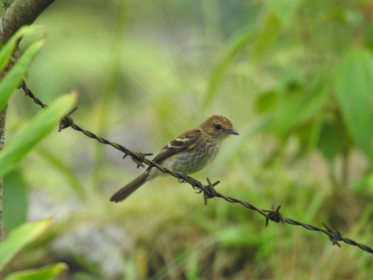 Mosquero Estriado - ML152521161