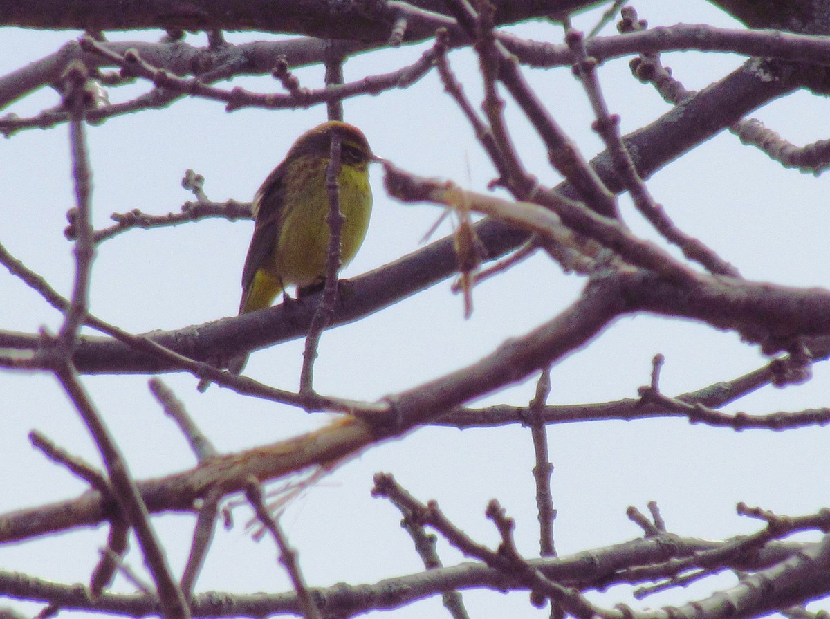 Palm Warbler - ML152521321