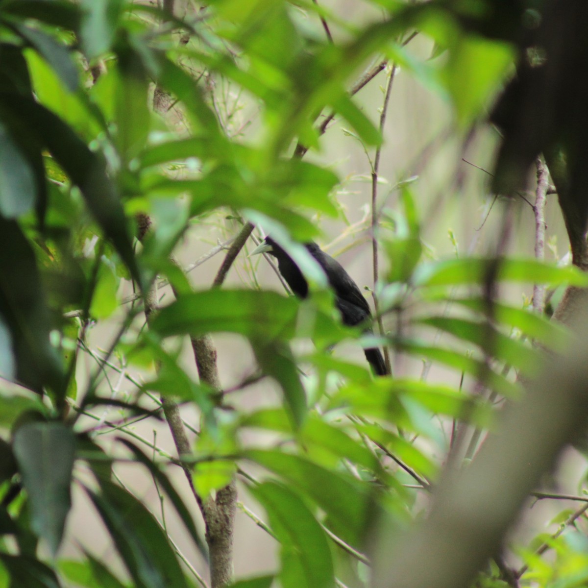 Yellow-billed Cacique - ML152522091