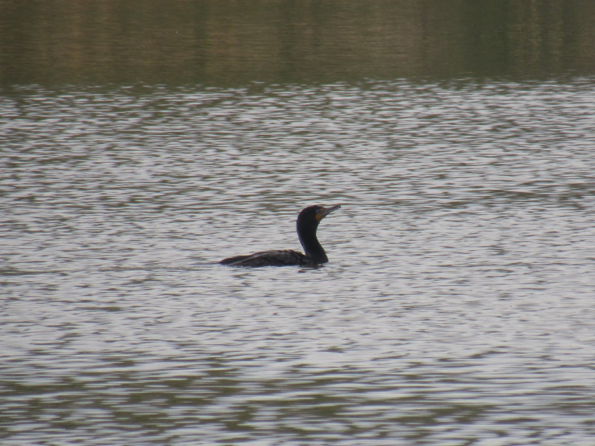 Double-crested Cormorant - ML152523471