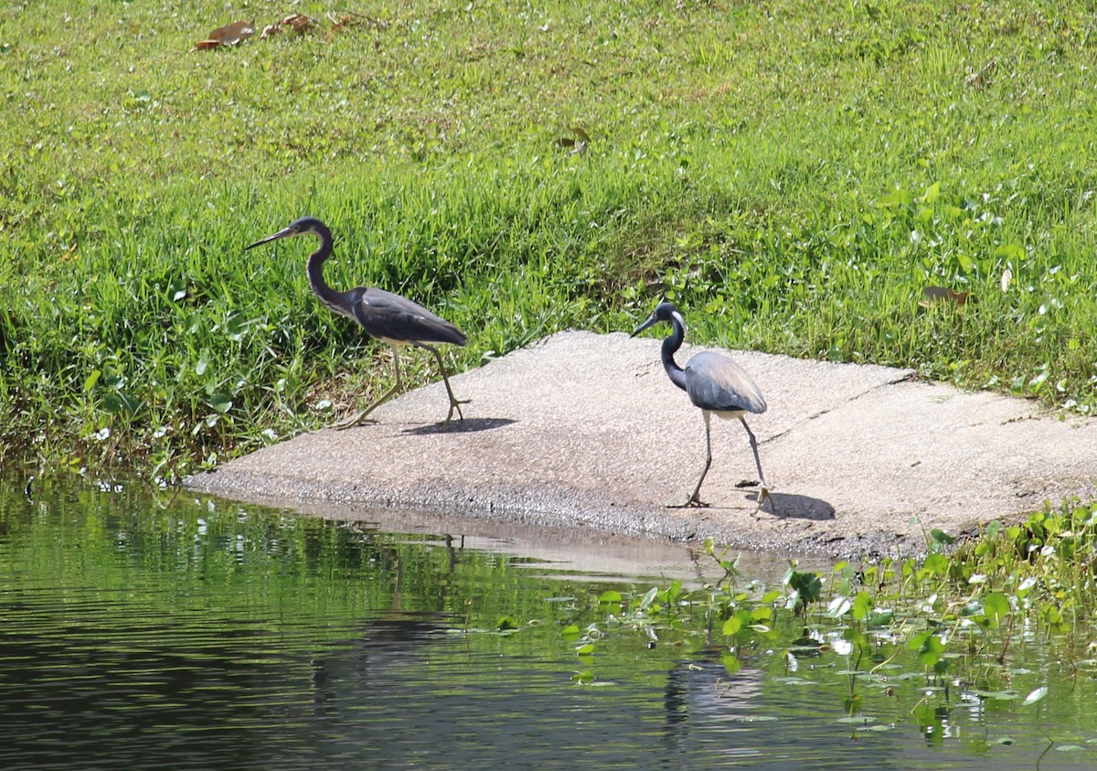 Tricolored Heron - ML152523561