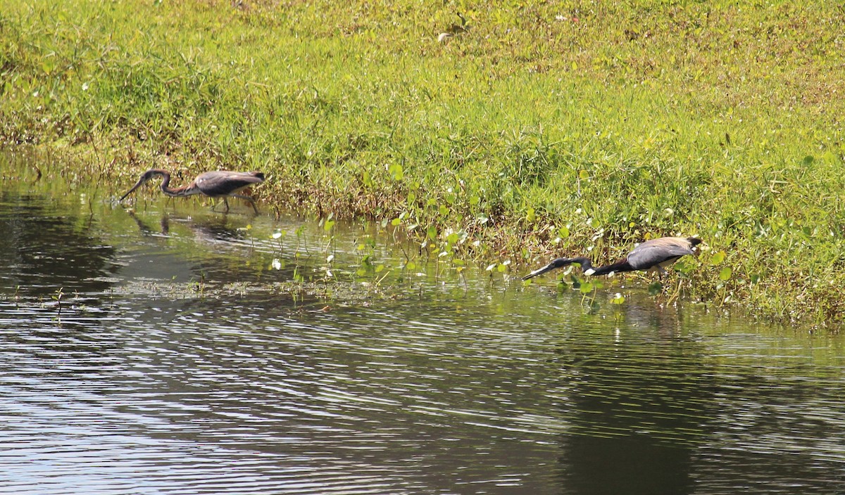 Tricolored Heron - ML152523571