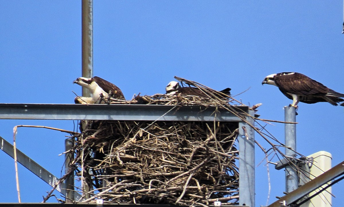Osprey - ML152524721