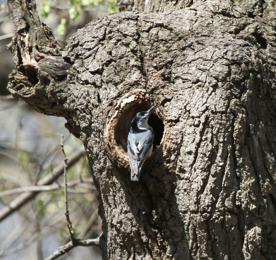 White-breasted Nuthatch - ML152524931