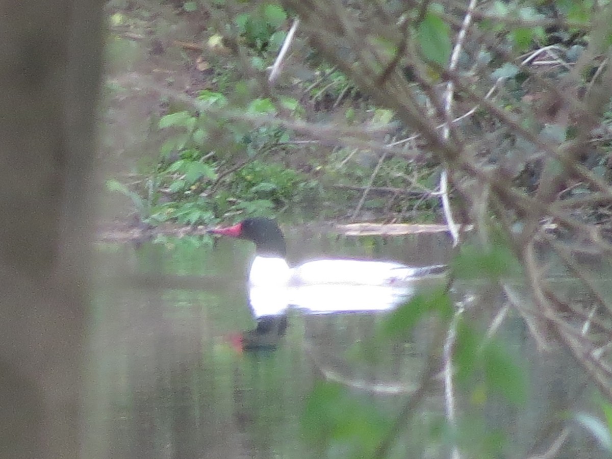 Common Merganser - Ben  Bailey