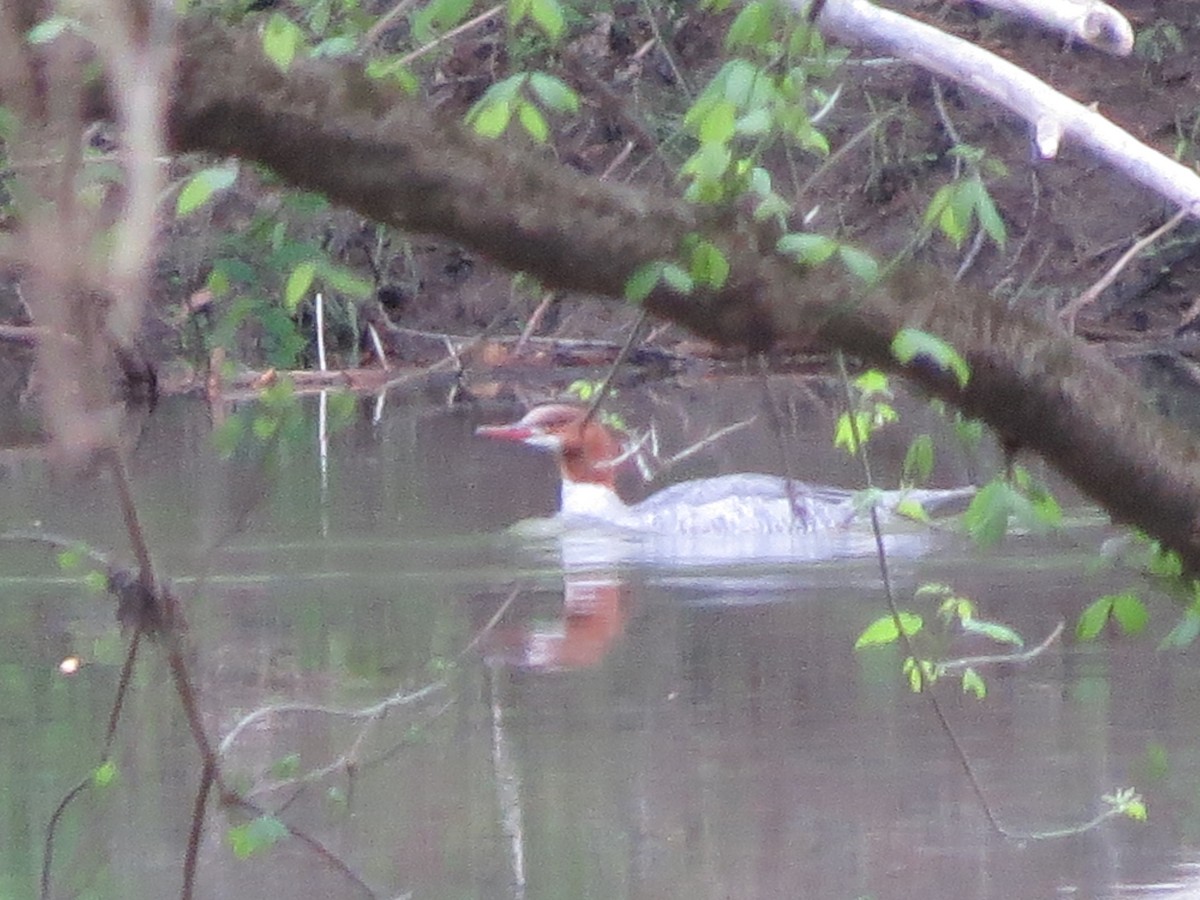 Common Merganser - ML152526351