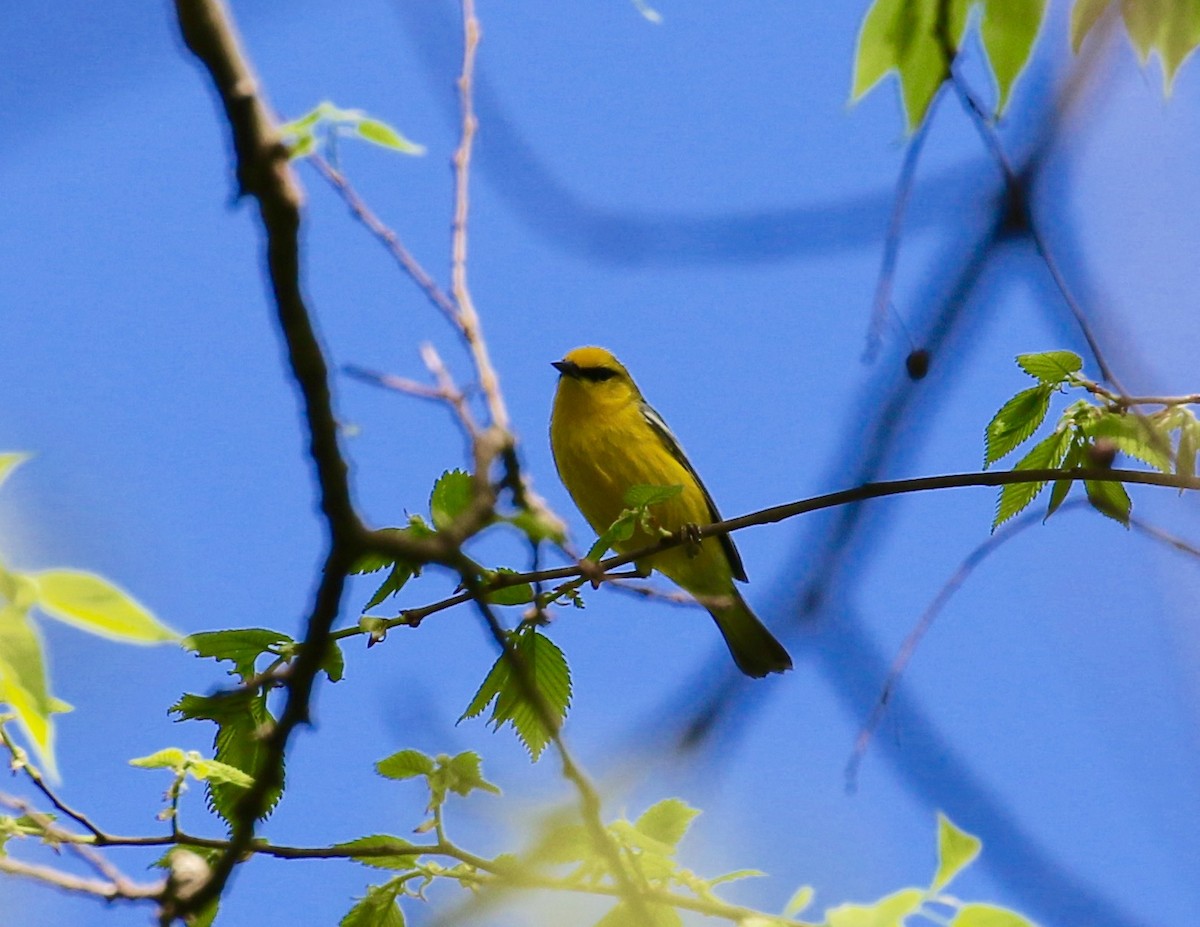Blue-winged Warbler - Victor Stoll