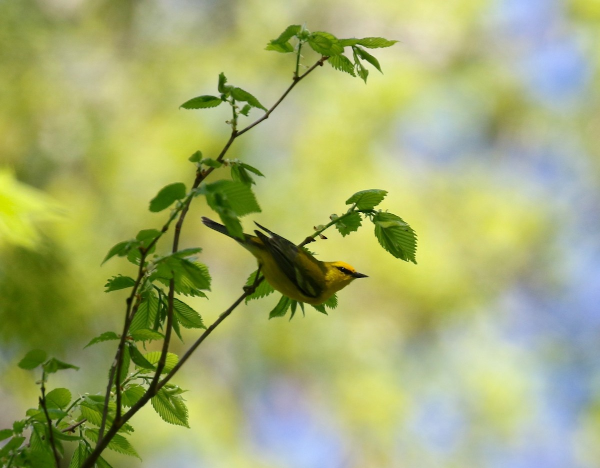 Blue-winged Warbler - Victor Stoll