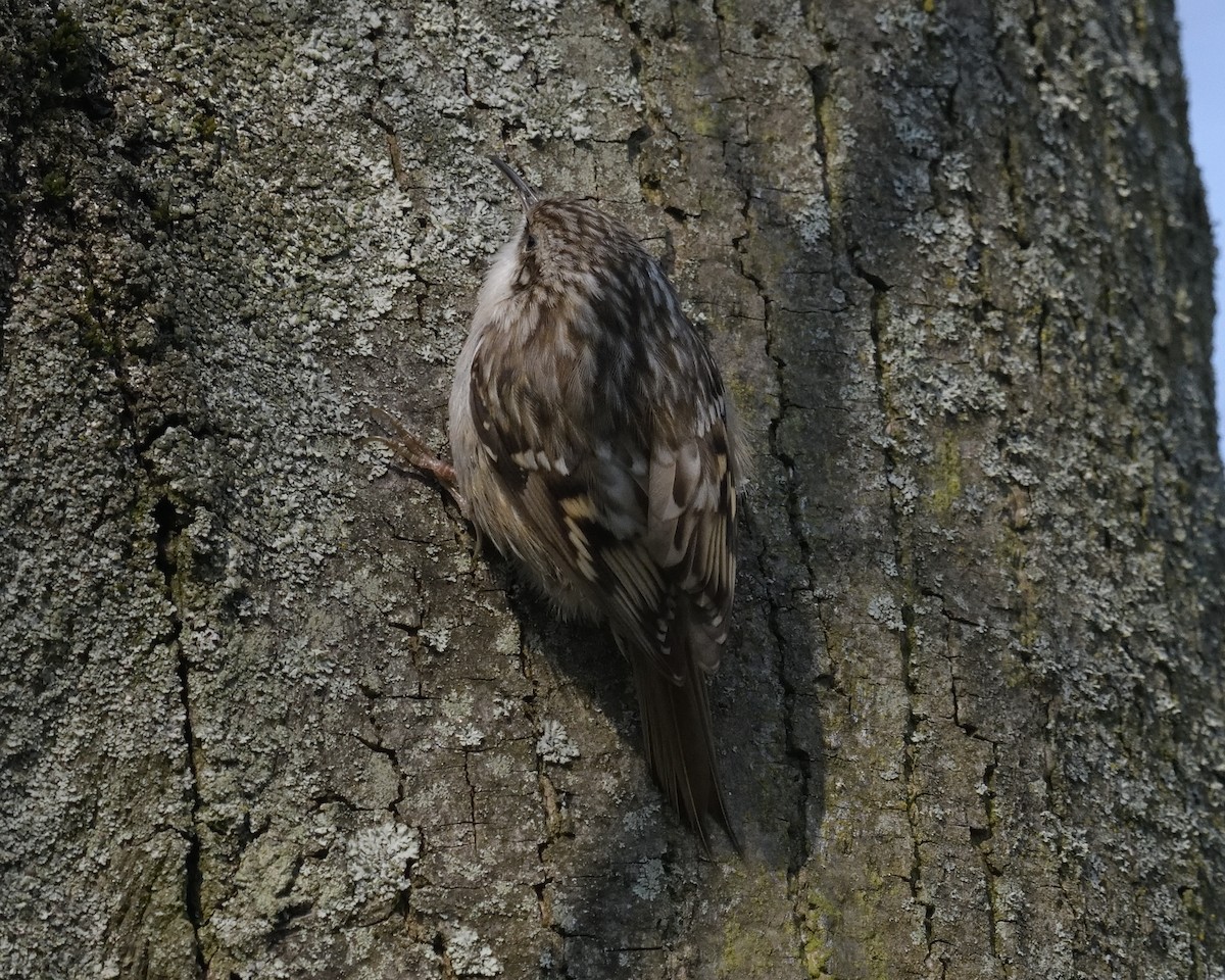 Short-toed Treecreeper - Mallika Rajasekaran