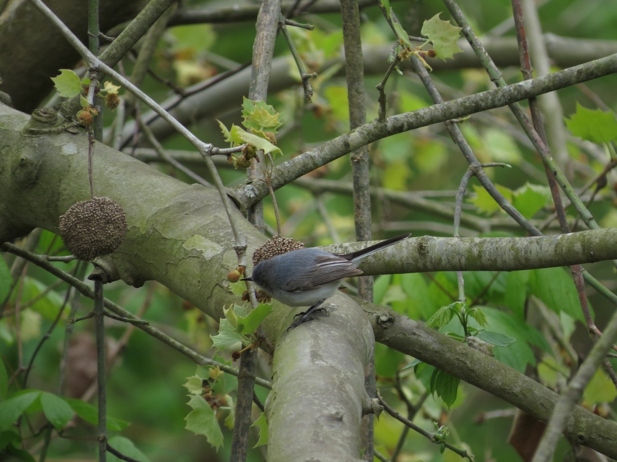 Blue-gray Gnatcatcher - ML152529791