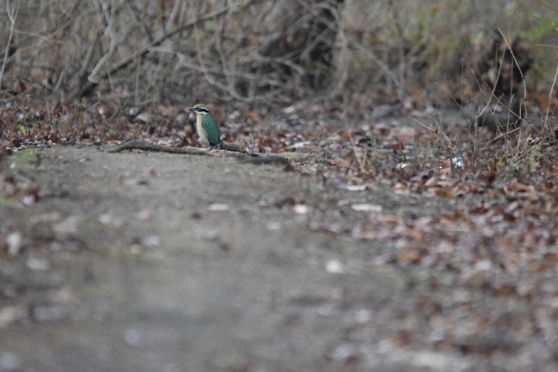 Indian Pitta - ML152530081