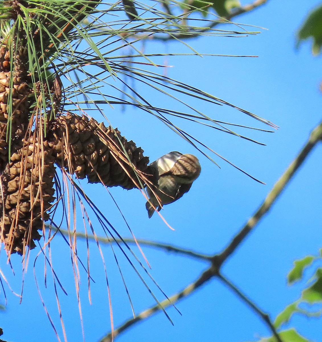 Brown-headed Nuthatch - ML152530421