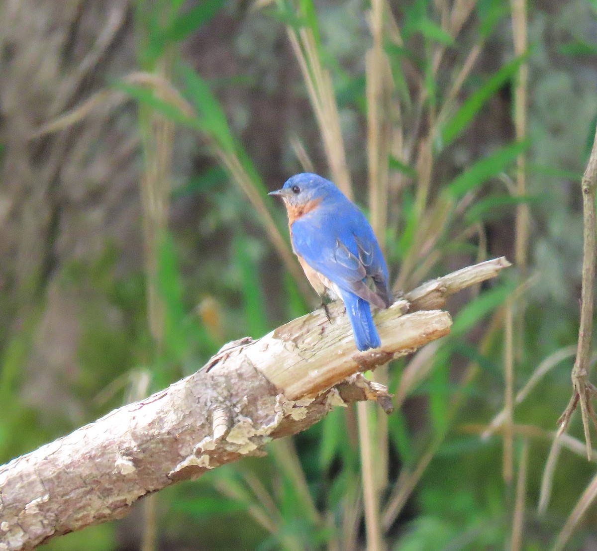 Eastern Bluebird - ML152530471