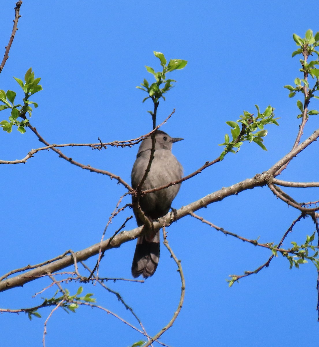 Gray Catbird - ML152530501