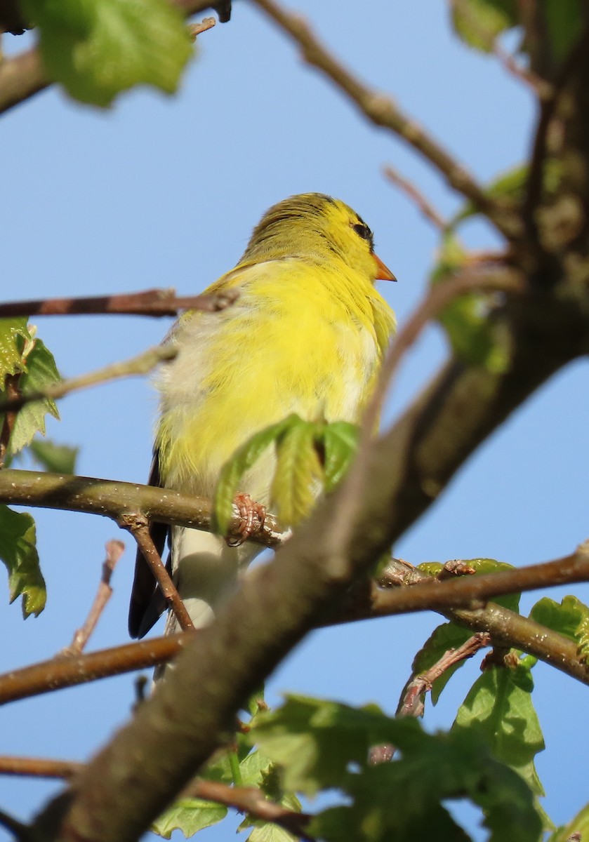 American Goldfinch - ML152530581
