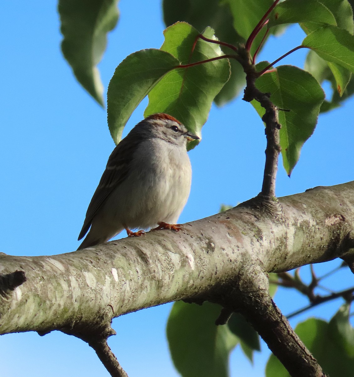Chipping Sparrow - Lori White