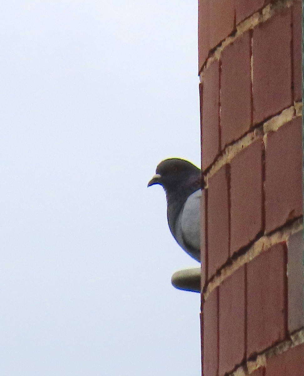 Rock Pigeon (Feral Pigeon) - ML152531321