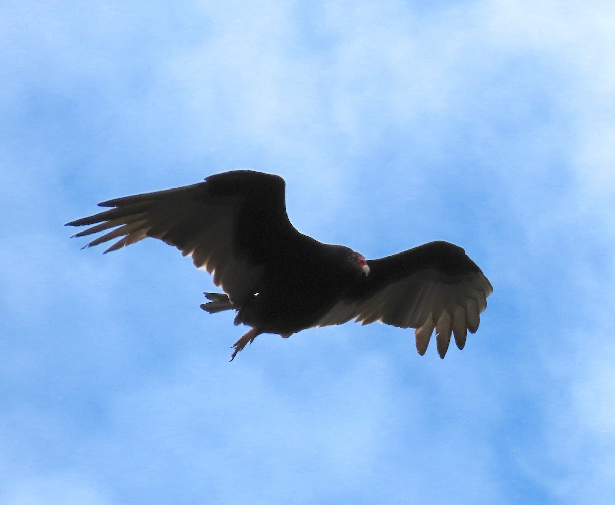 Turkey Vulture - ML152531461
