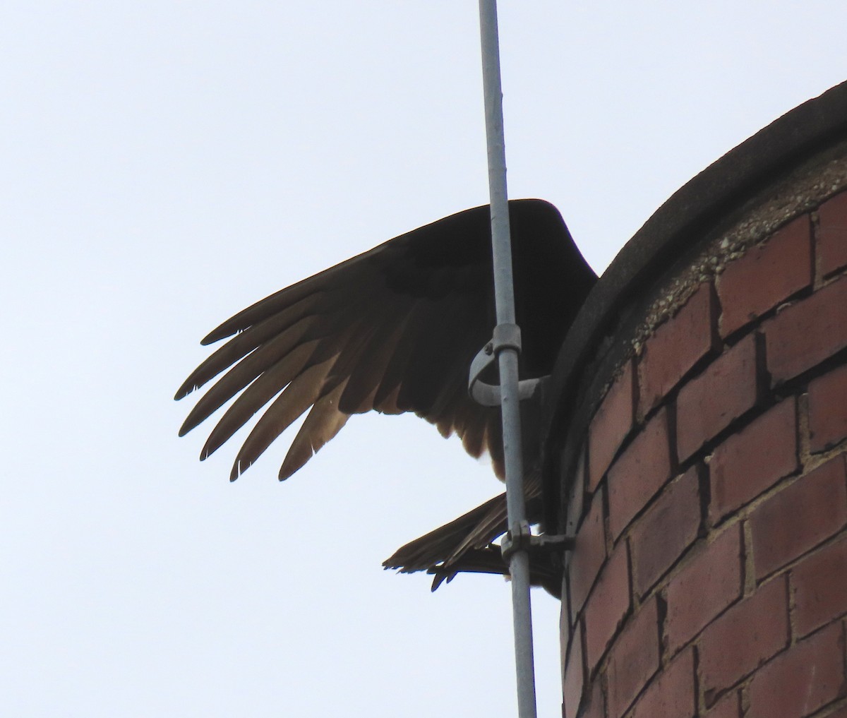 Turkey Vulture - ML152531481