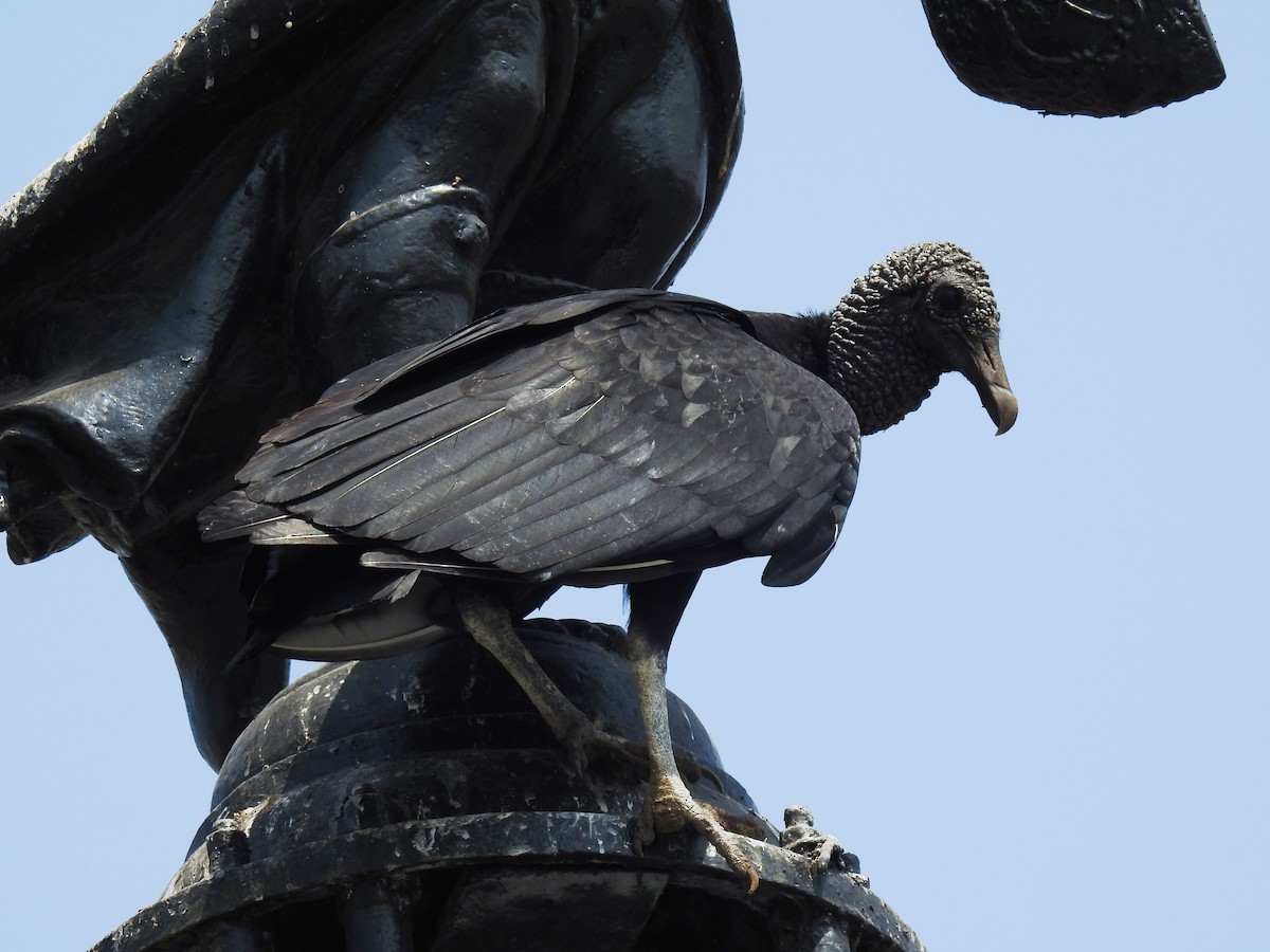 Black Vulture - ML152531601