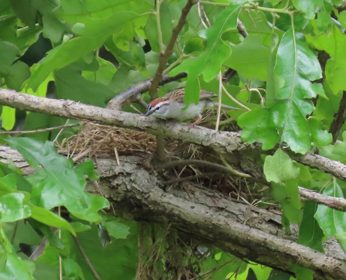 Chipping Sparrow - ML152531751