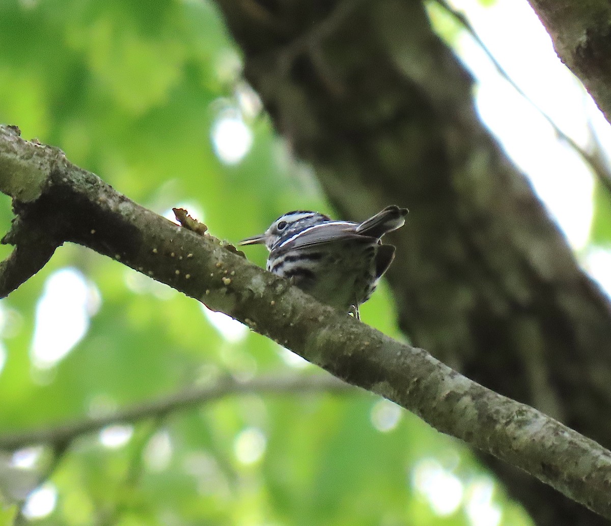 Black-and-white Warbler - ML152531811
