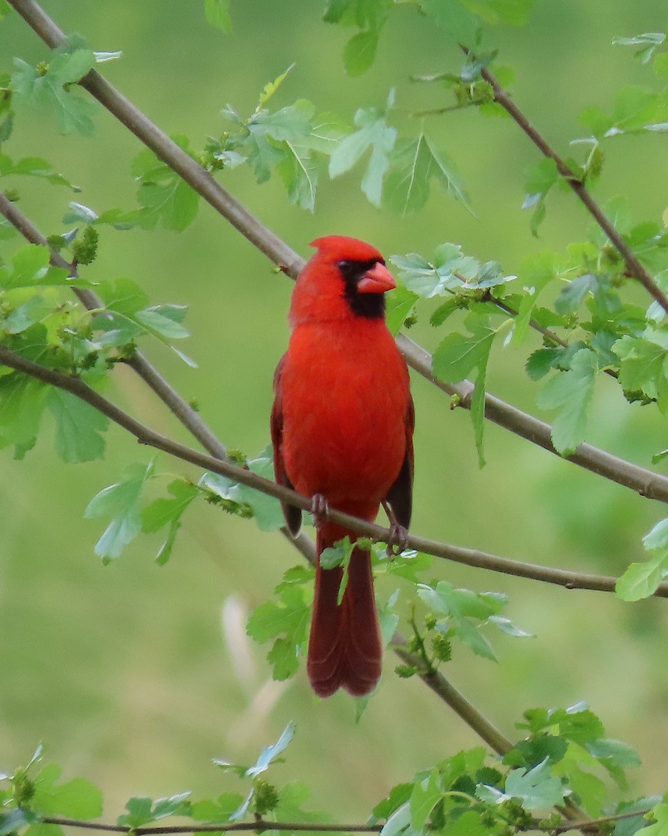 Northern Cardinal - ML152531931