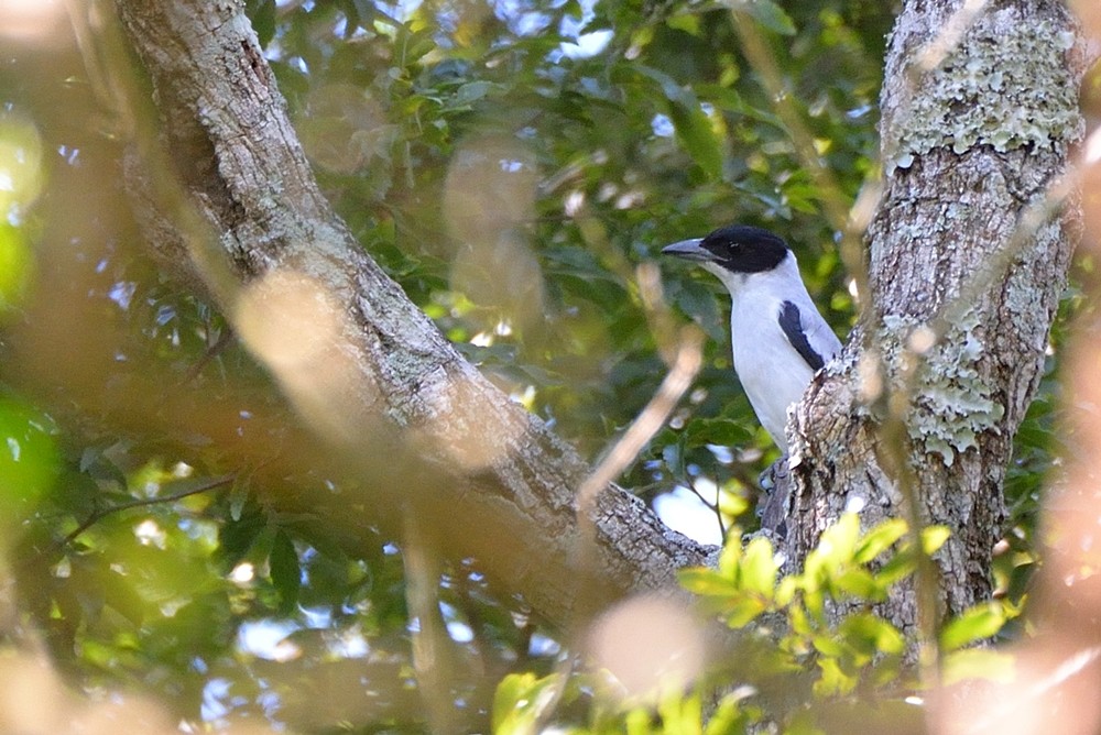 Black-crowned Tityra - ML152532541