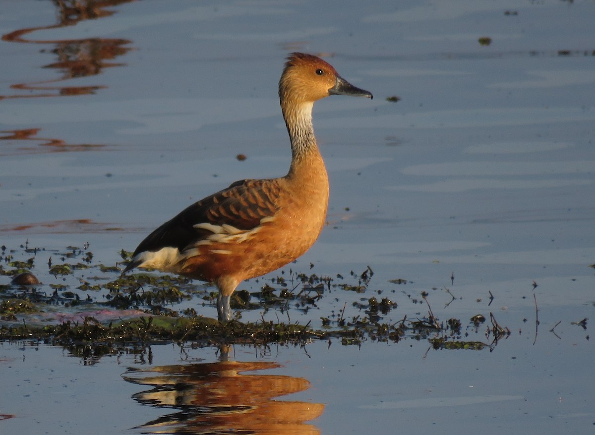 Dendrocygne fauve - ML152532971