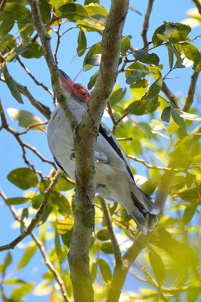 Masked Tityra - ML152533141