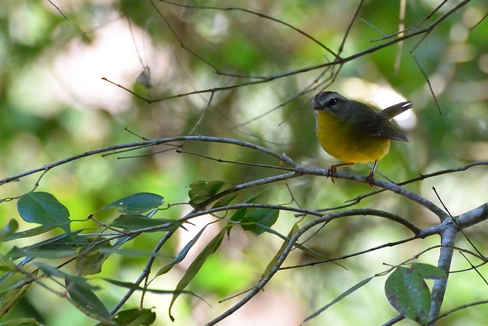 Golden-crowned Warbler - ML152533721